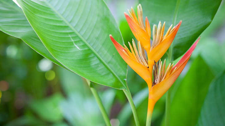 Heliconia flowers growing in the rainforest on Caribbean islands